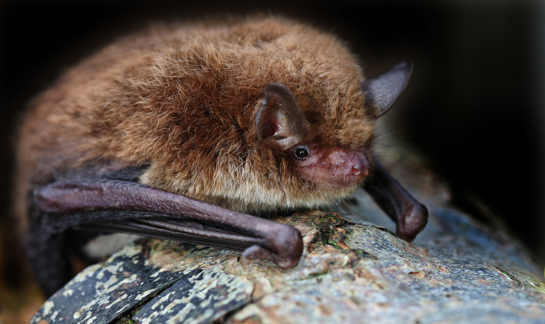 daubenton's bat Myotis daubentonii
