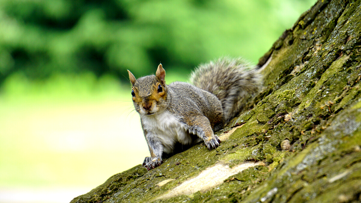 Grey Squirrel on Wooden Trunk during Daytime