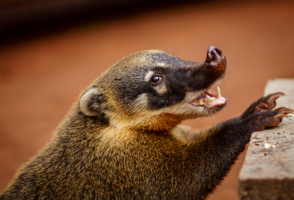 Coatis