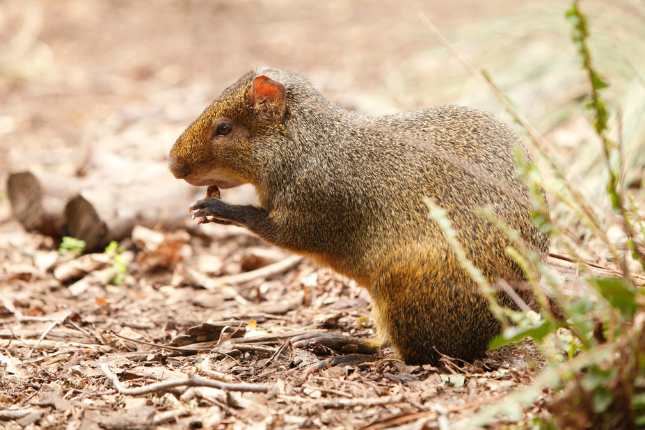 Agouti