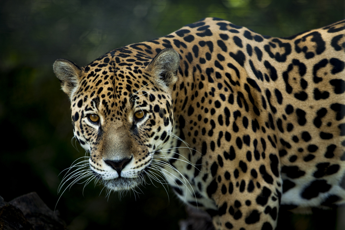 Jaguar in Nature