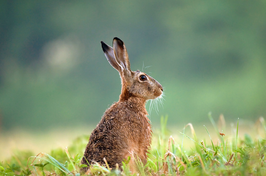Brown hare