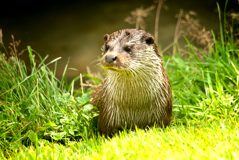 Otter