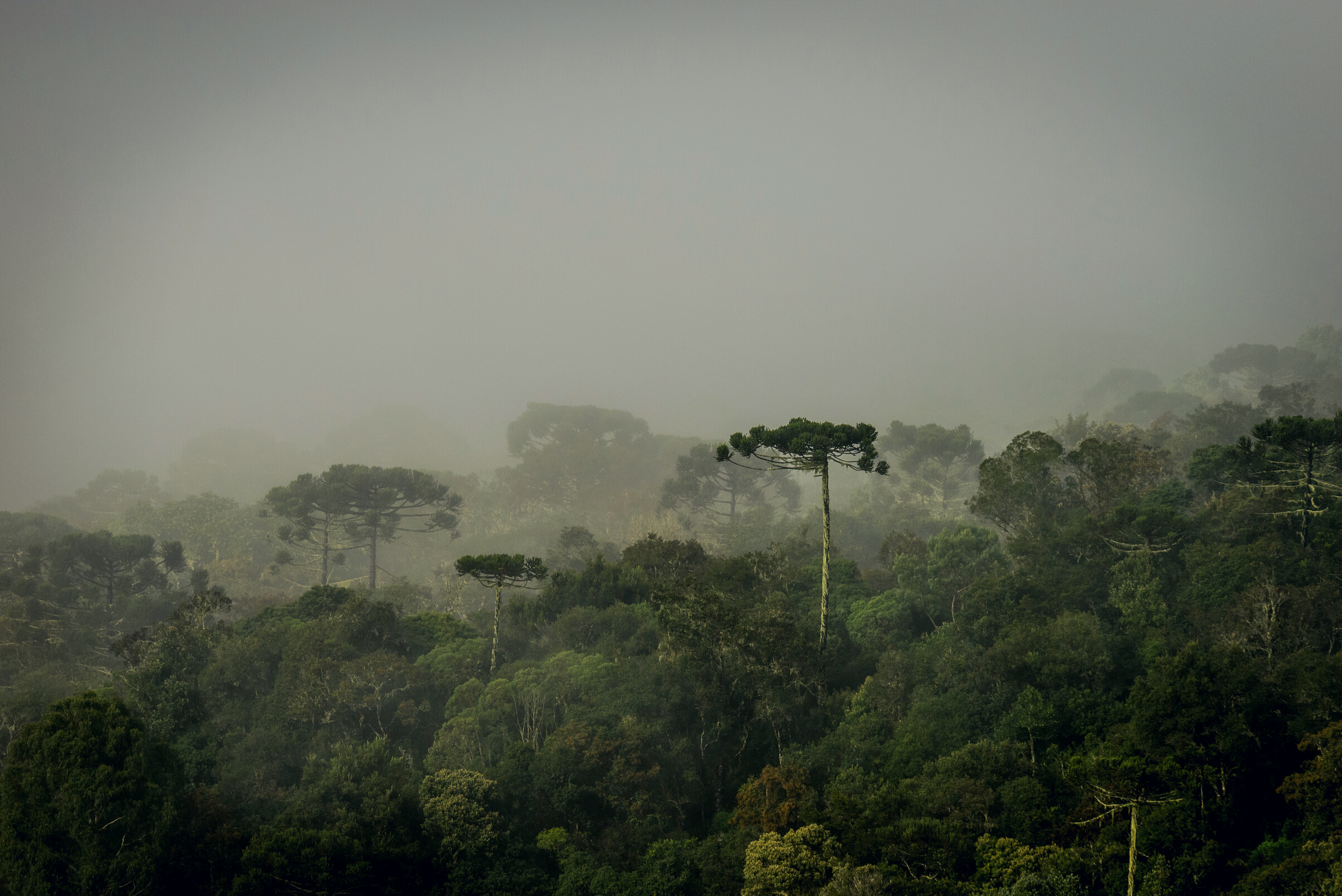 Araucaria Forest