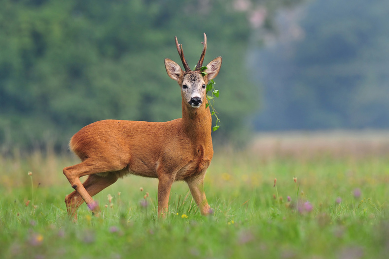 Roe Deer