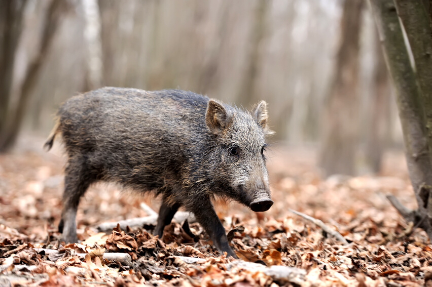 Wild boar