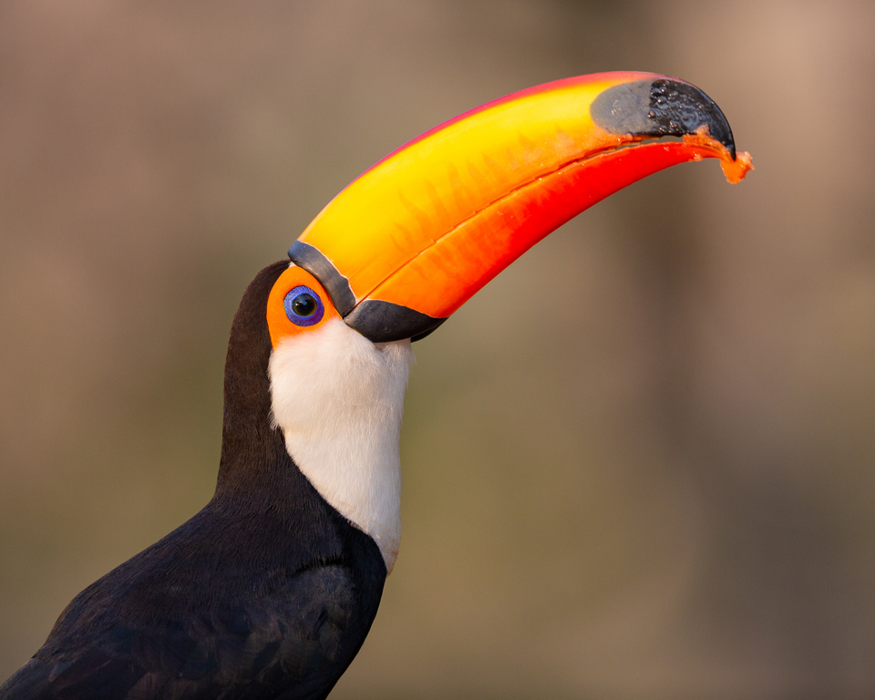 reuzentoekan, toco toucan, common toucan, giant toucan