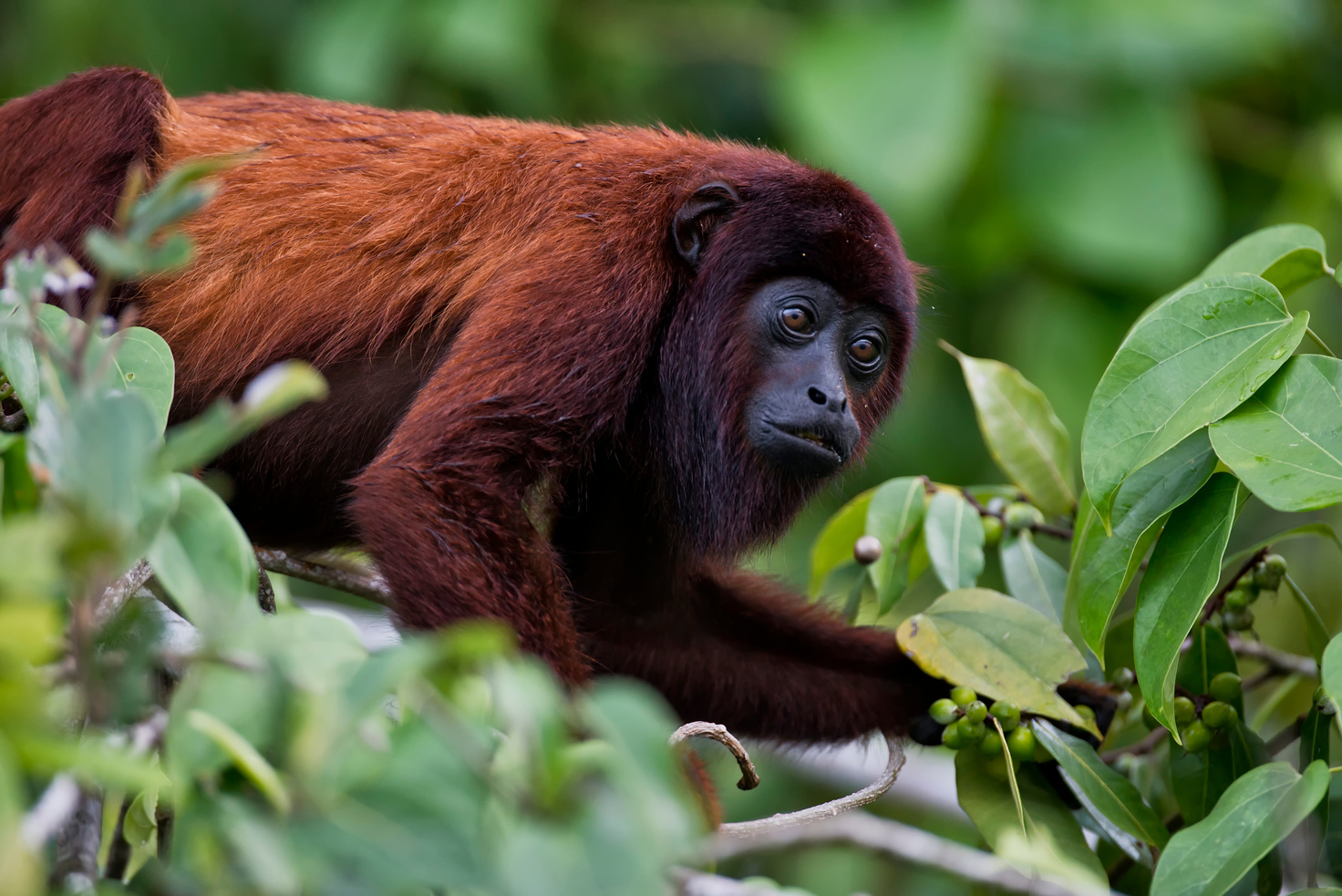 Red howler Monkey