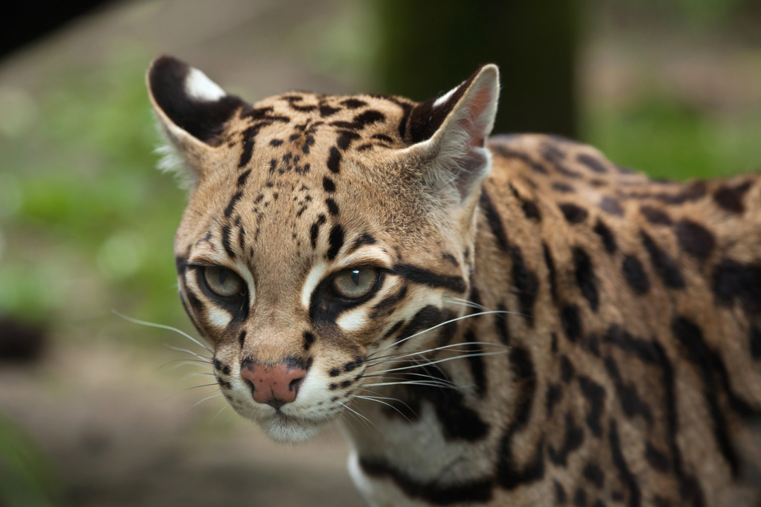 Ocelot (Leopardus pardalis)