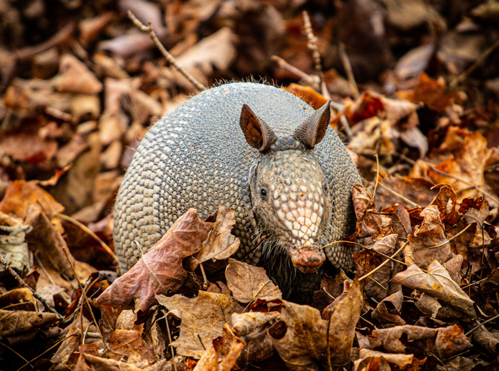 Wild Armadillo